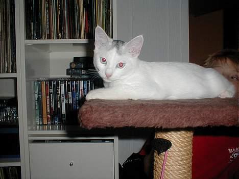 Blanding af racer Oliver ((R.I.P.)) - Olli´mus <33 billede 7