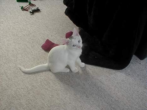 Blanding af racer Oliver ((R.I.P.)) - Bøllemis =p  billede 8