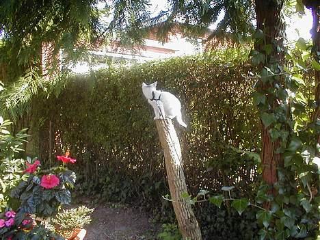 Blanding af racer Oliver ((R.I.P.)) - Olli i haven billede 9