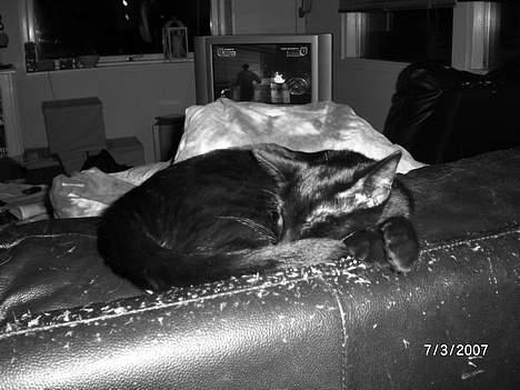 Blanding af racer Fiske - ZZzzz billede 2