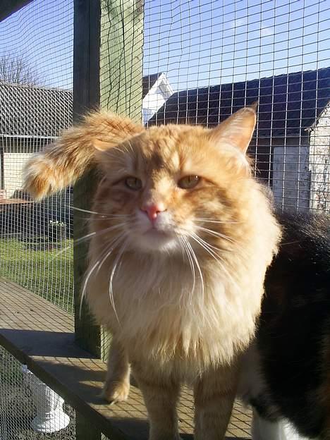 Norsk Skovkat IC Fyrendal's Achilleus billede 16