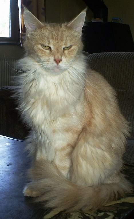 Maine Coon Dk Syrenhavens Claer Emer billede 6