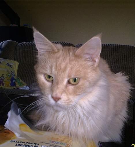 Maine Coon Dk Syrenhavens Claer Emer billede 7