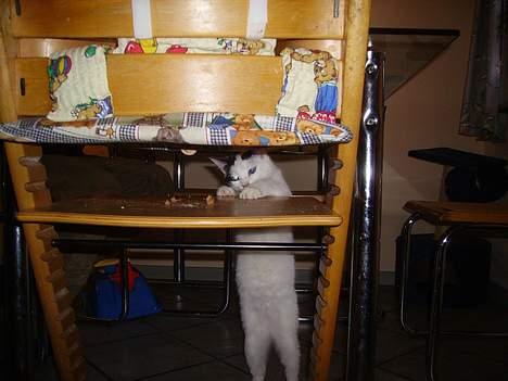 Huskat figaro billede 11