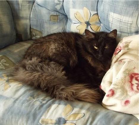 Norsk Skovkat  Afrodite, Dansk Champion - Faderen til Afrodites kommende killinger !!! billede 8