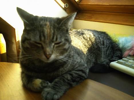 Huskat Pjuske billede 1