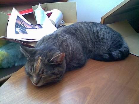 Huskat Pjuske billede 2