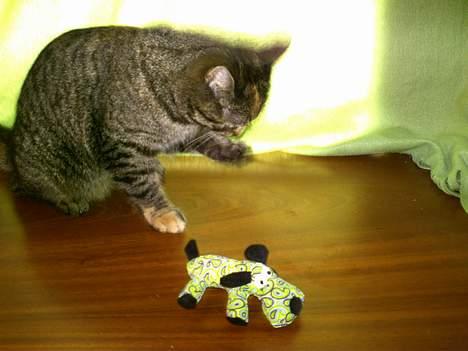 Huskat Pjuske billede 3