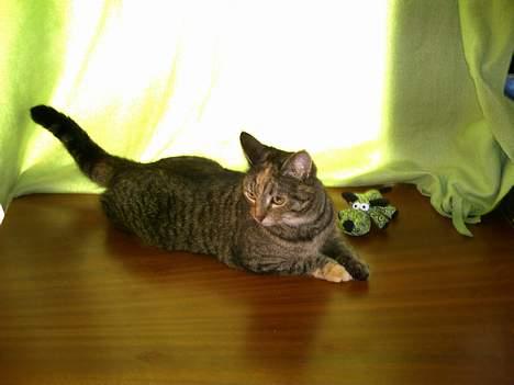 Huskat Pjuske billede 4