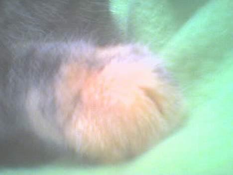 Huskat Pjuske billede 5