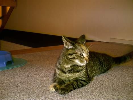 Huskat Pjuske billede 6