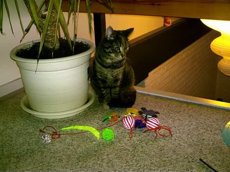 Huskat Pjuske billede 7