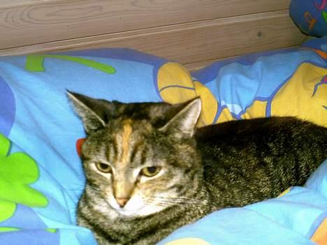 Huskat Pjuske billede 8