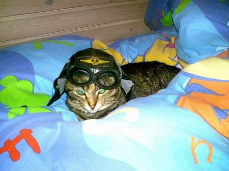 Huskat Pjuske billede 9