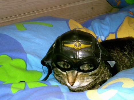 Huskat Pjuske billede 10