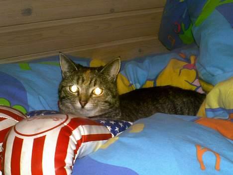 Huskat Pjuske billede 11