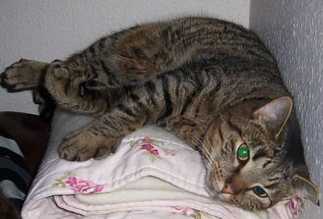 Huskat Micky nu med lillebror - mor jeg er bare så træt *GaaaB* billede 1