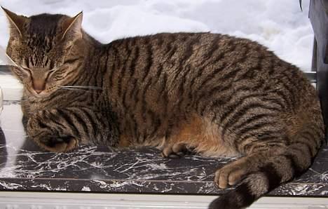 Huskat Micky nu med lillebror - ahh... vindueskarmen er dejlig varmt når der er koldt udenfor billede 2