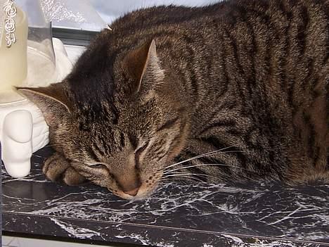 Huskat Micky nu med lillebror - *ZzzzzzZ* billede 3