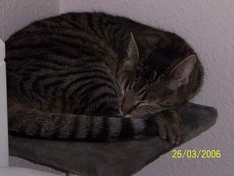 Huskat Micky nu med lillebror billede 5