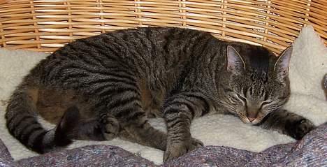 Huskat Micky nu med lillebror - man kan rigtig ligge og fylde i hundekurven billede 6