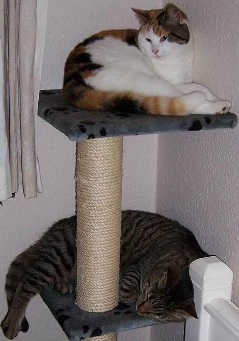 Huskat Micky nu med lillebror - micky og mini putter billede 7