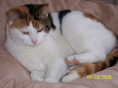 Huskat Mini - nu min mors kat - hej jeg hedder mini billede 1