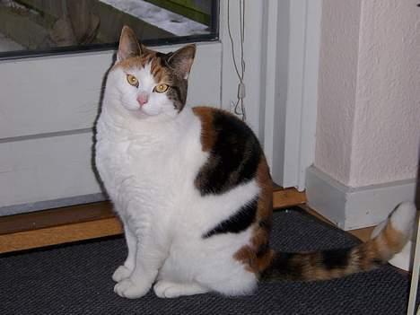 Huskat Mini - nu min mors kat - moar jeg vil gerne ud nuuuu billede 2