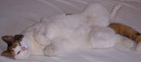 Huskat Mini - nu min mors kat - jeg vil gerne nusses lidt på maven billede 3