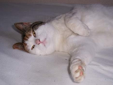 Huskat Mini - nu min mors kat billede 4