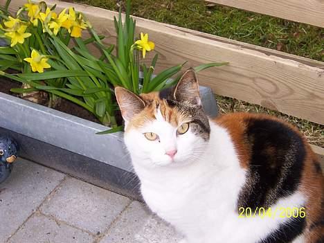 Huskat Mini - nu min mors kat - det er så dejligt med forår billede 5