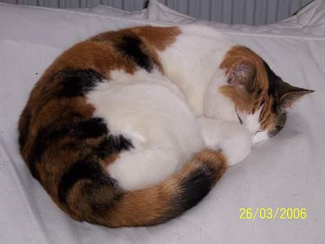 Huskat Mini - nu min mors kat - putter lige lidt i sengen billede 6