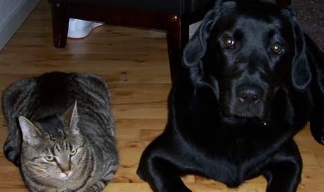 Huskat Micky nu med lillebror - her er mig og barco, han er nu ret sød billede 8