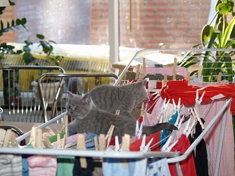 British Shorthair Fysse *RIP* billede 1