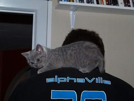 British Shorthair Fysse *RIP* billede 2