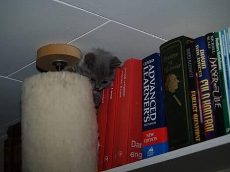 British Shorthair Fysse *RIP* billede 3