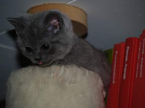 British Shorthair Fysse *RIP* billede 4