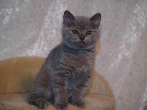 British Shorthair Fysse *RIP* billede 5