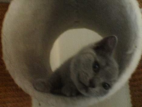 British Shorthair Fysse *RIP* billede 6