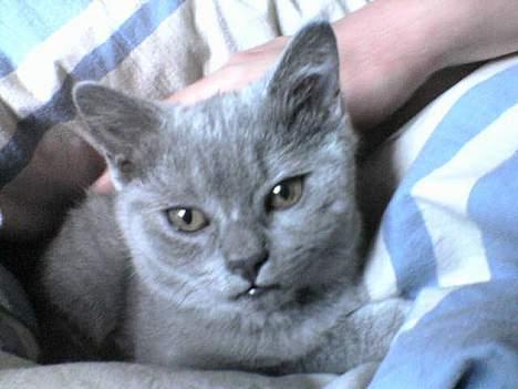 British Shorthair Fysse *RIP* billede 7