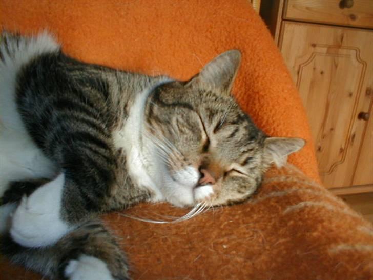 Blanding af racer Kylling - man kan da ikke stå for det lille ansigt:-) billede 1