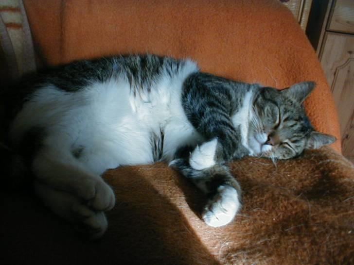 Blanding af racer Kylling billede 2