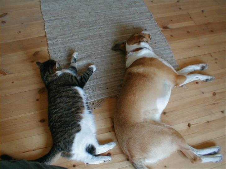 Blanding af racer Kylling - kylling og min hund bailey, ser de ikke søde ud:-) billede 3