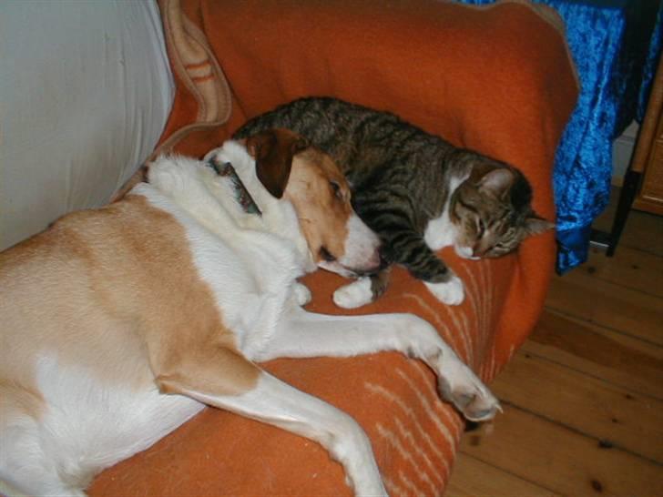 Blanding af racer Kylling - Kylling og Bailey putter altid sammen i sofaen, billede 4