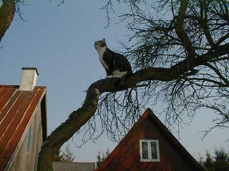 Blanding af racer Kylling billede 5