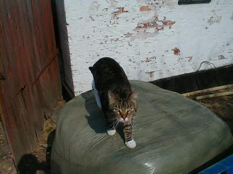 Blanding af racer Kylling billede 6