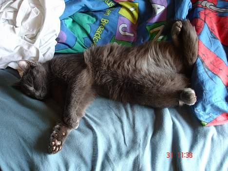 Russian Blue Molli billede 18