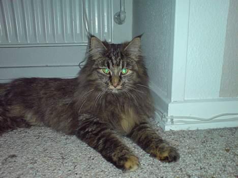 Norsk Skovkat Luna - Hva siger i så?? billede 1