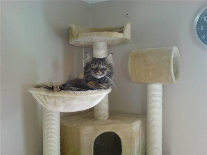 Norsk Skovkat Luna billede 2