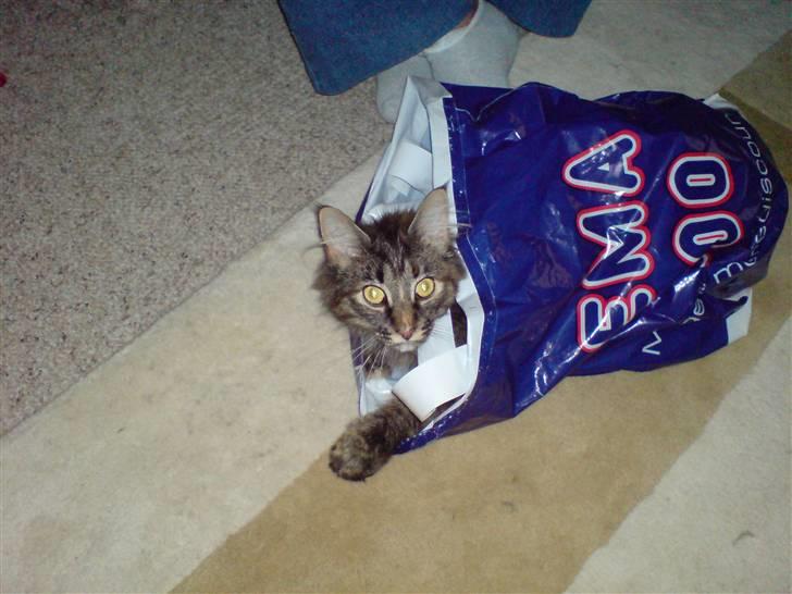 Norsk Skovkat Luna - ja vi købte hende i Rema 1000:) ej pjat...  billede 3